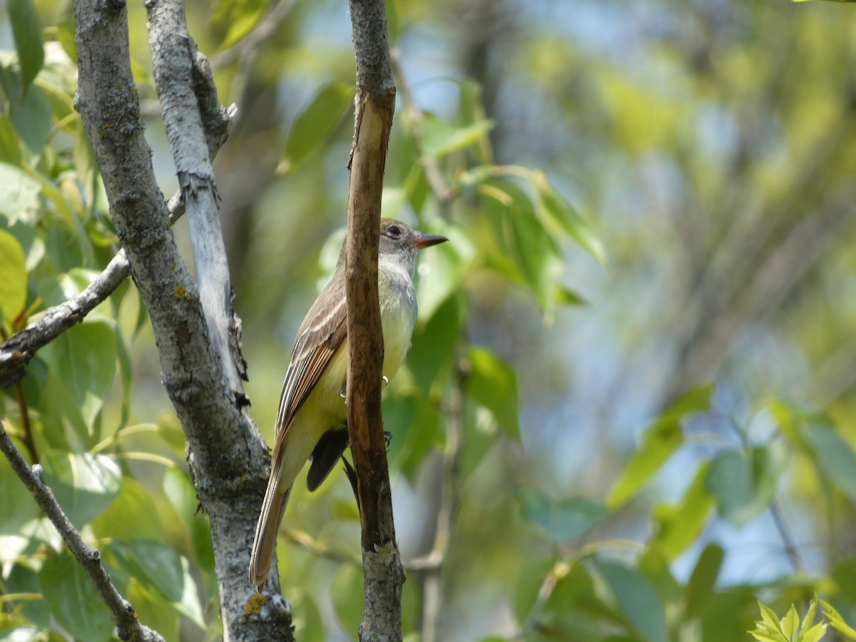 Great Crested Flycatcher - ML451904431