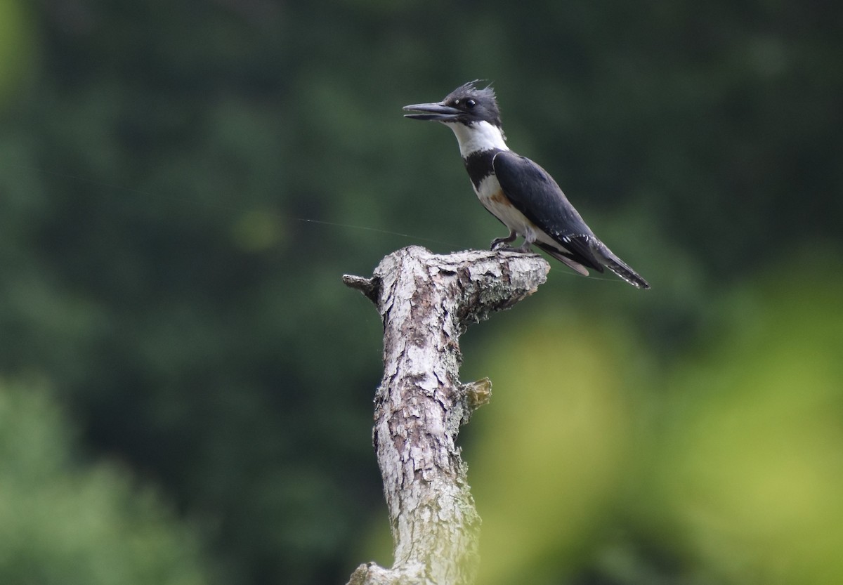 Belted Kingfisher - Jonathan W. 🕊