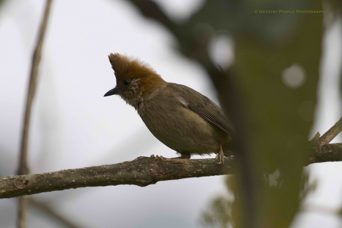 White-naped Yuhina - ML451905601