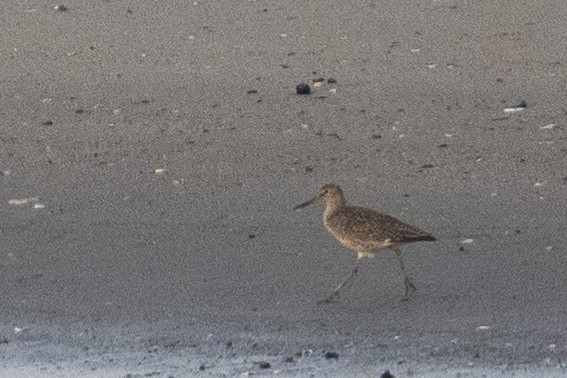 Willet - ML451906321