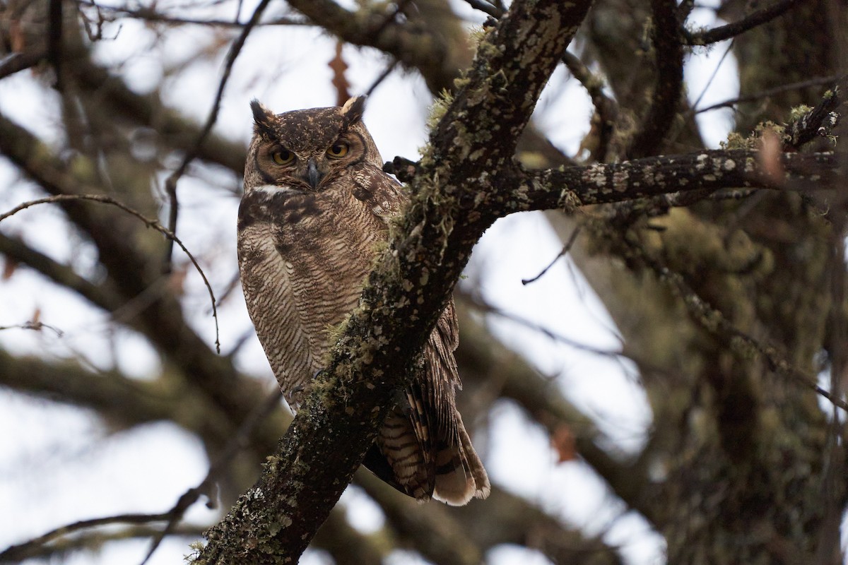 Lesser Horned Owl - Hederd Torres García