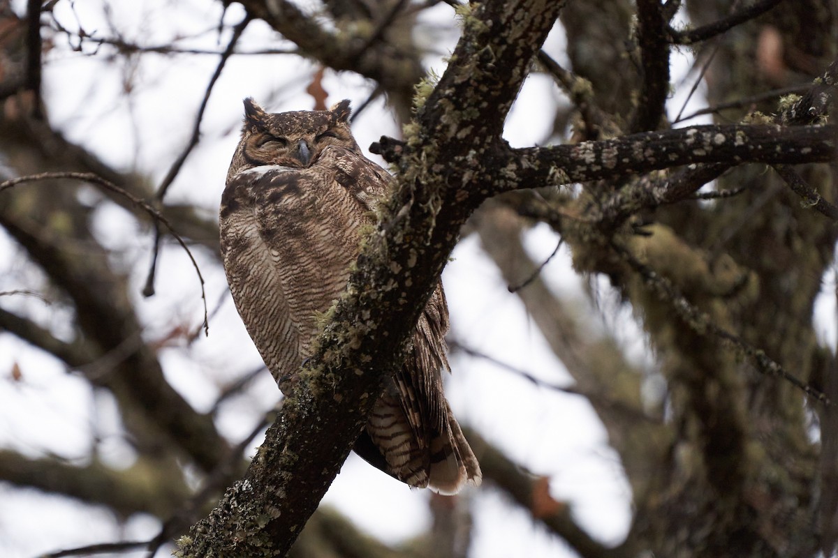 Lesser Horned Owl - ML451909581