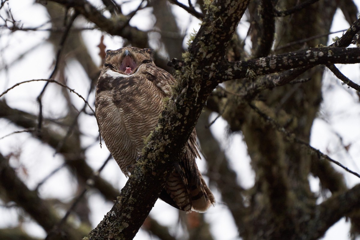 Lesser Horned Owl - ML451909661