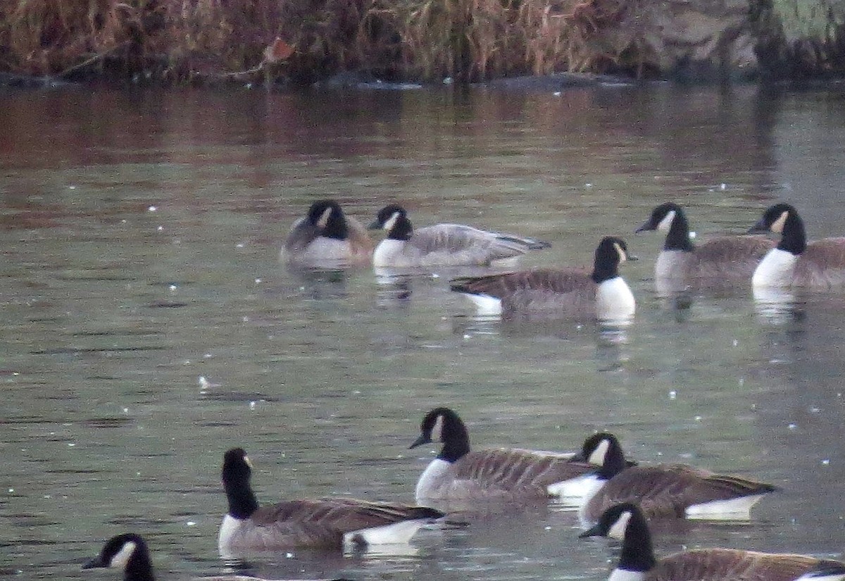 Cackling Goose - ML45190981