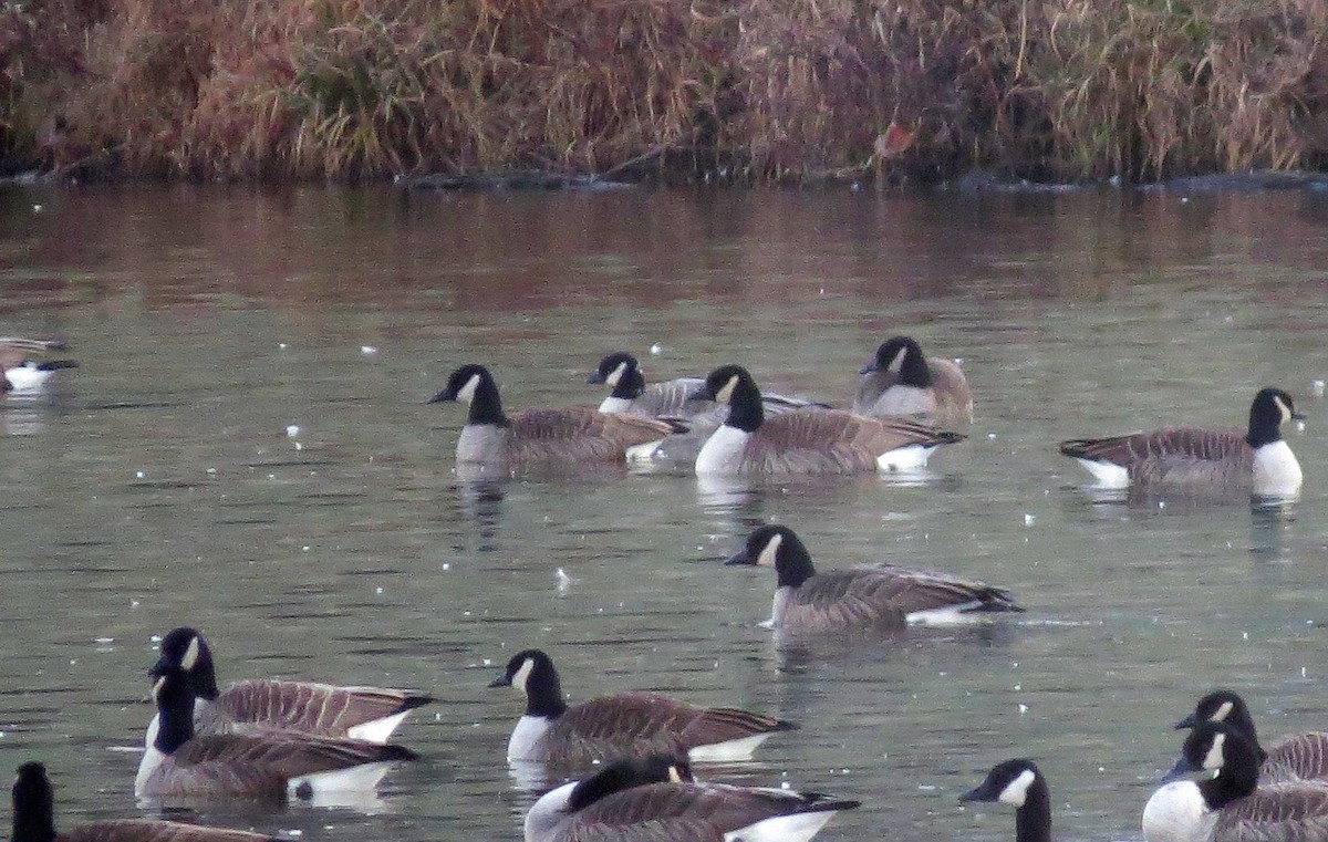 Cackling Goose - ML45191011