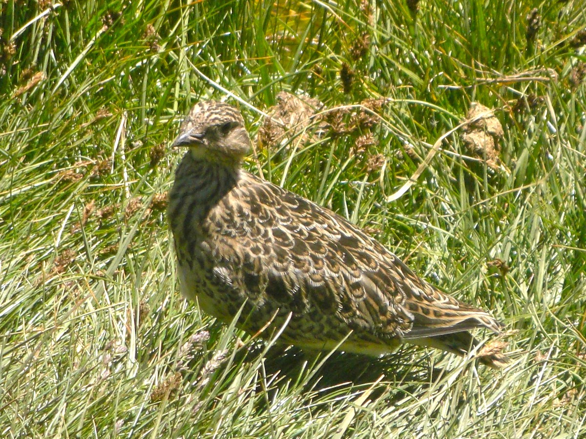 Least Seedsnipe - ML45191391