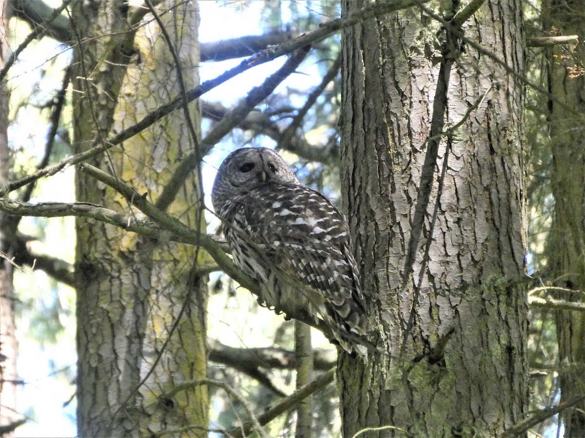 Barred Owl - ML451915011