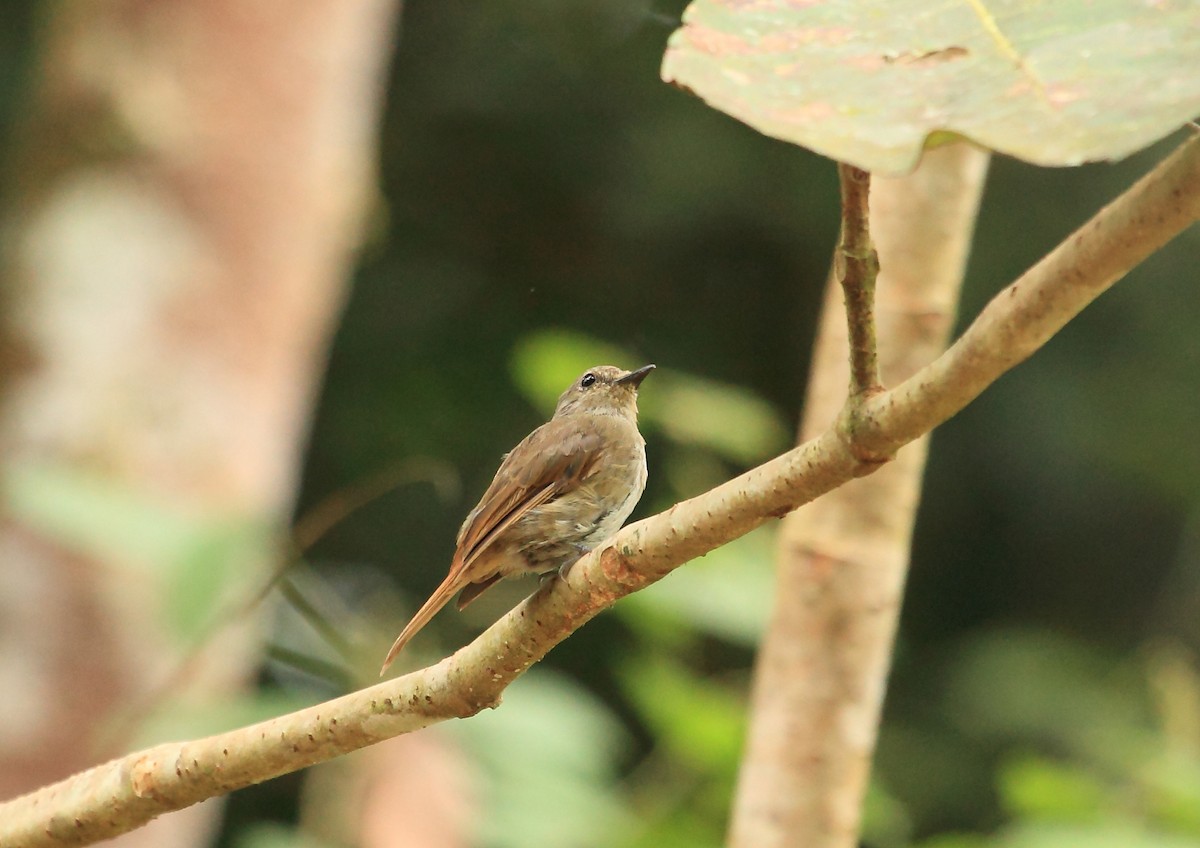 Pale Blue Flycatcher - ML45191691