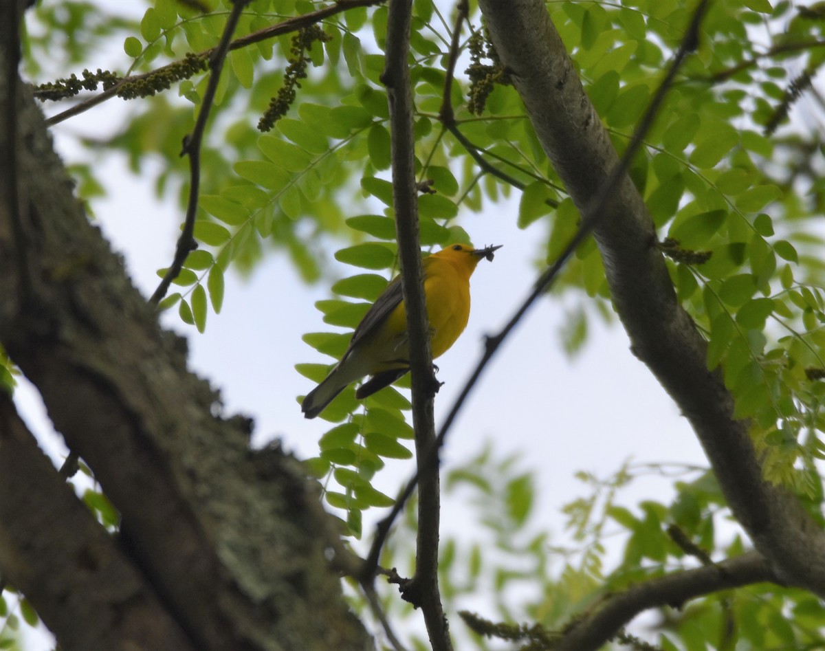 Prothonotary Warbler - ML451917801