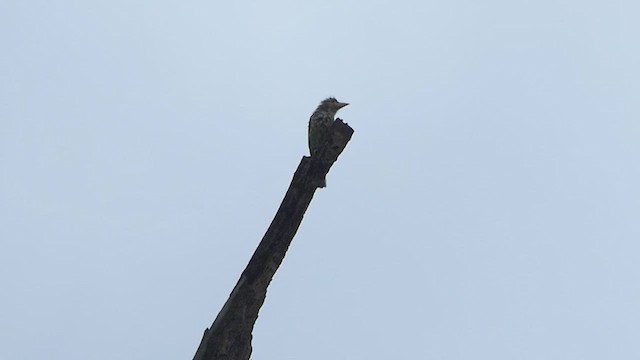Streifenbartvogel - ML451917991