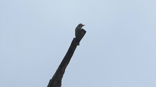 Lineated Barbet - ML451917991