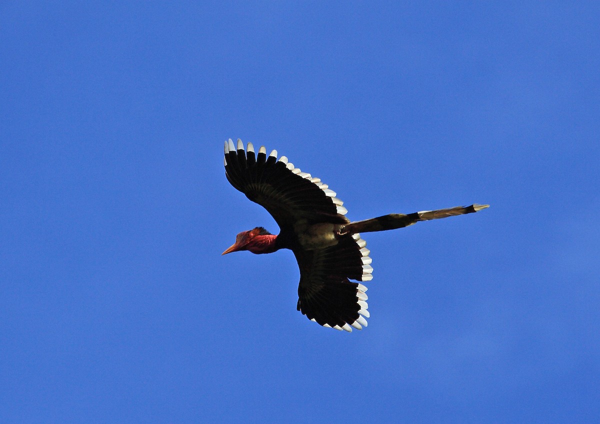 Helmeted Hornbill - Nigel Voaden