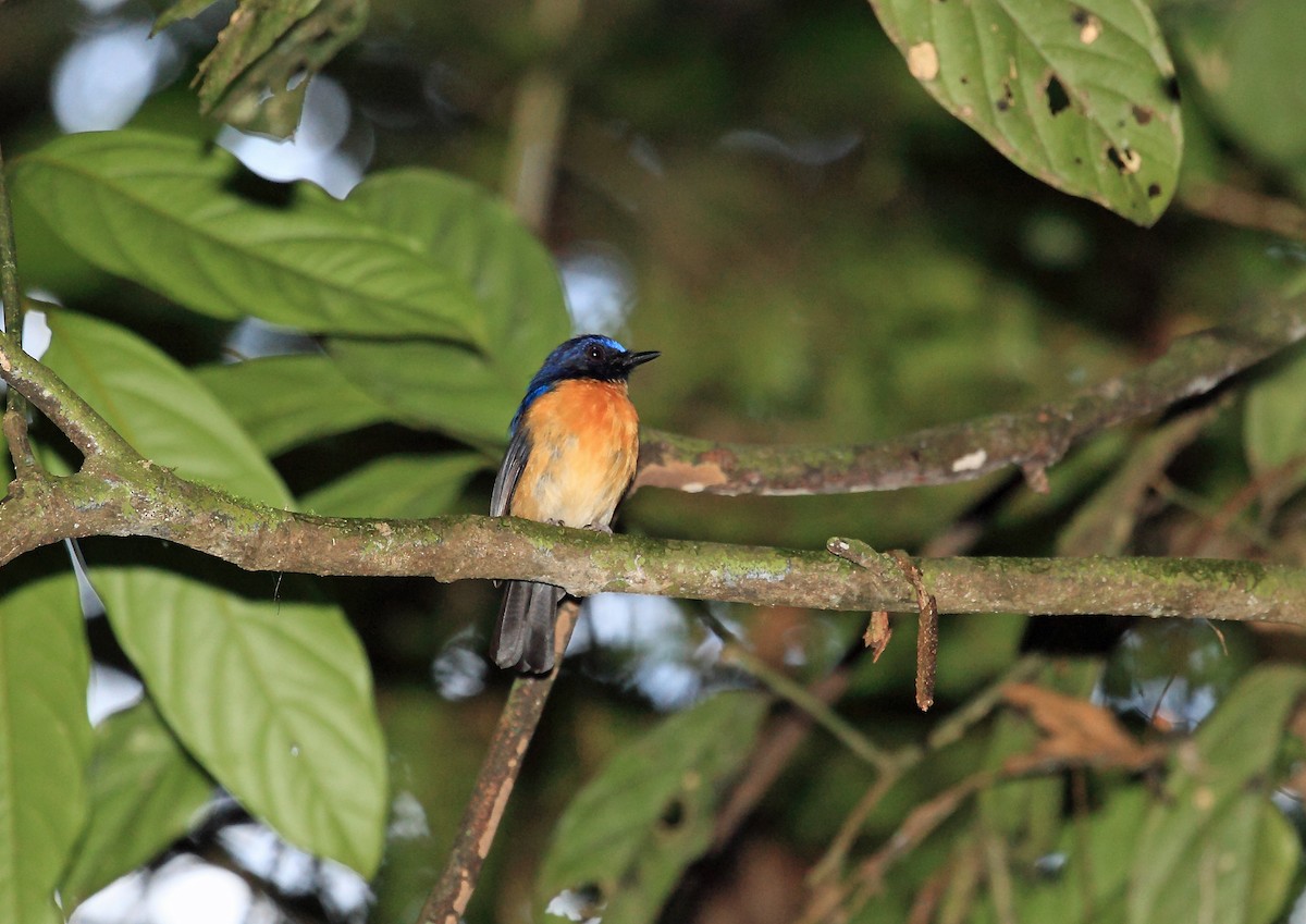 Sunda Blue Flycatcher - Nigel Voaden