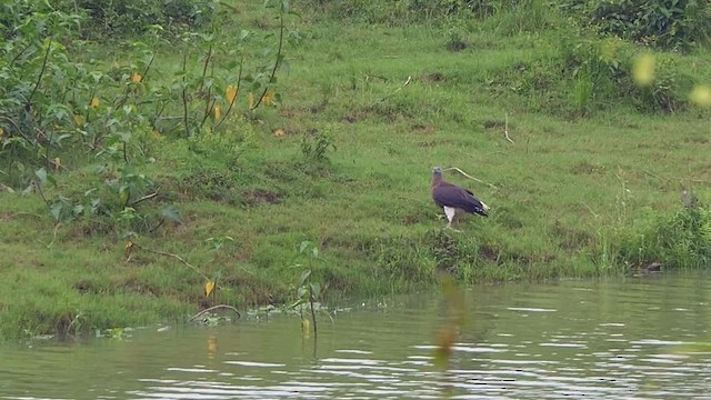 Gray-headed Fish-Eagle - ML451922821