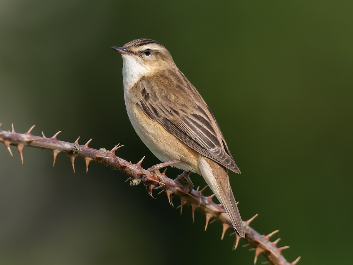 Sedge Warbler - Peter Kennerley