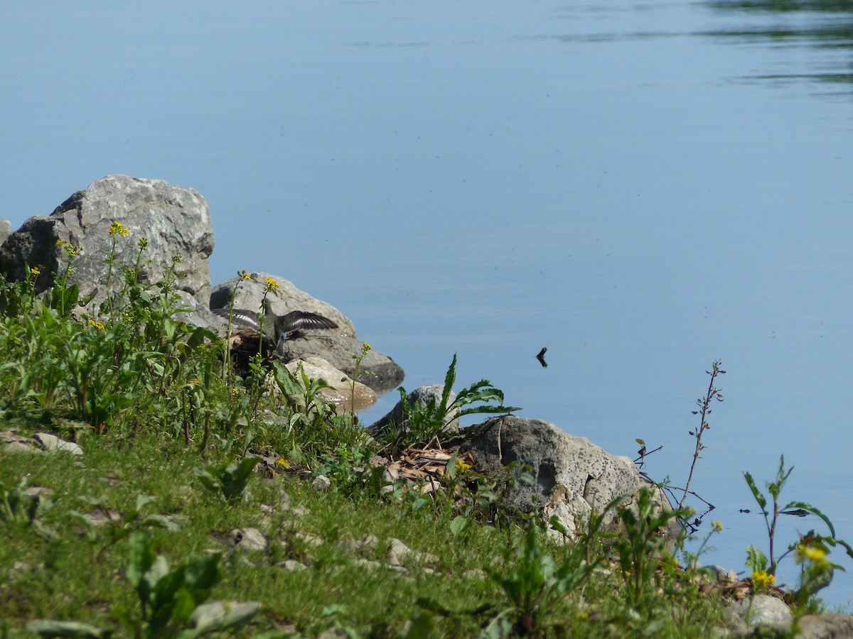 Spotted Sandpiper - ML451924081