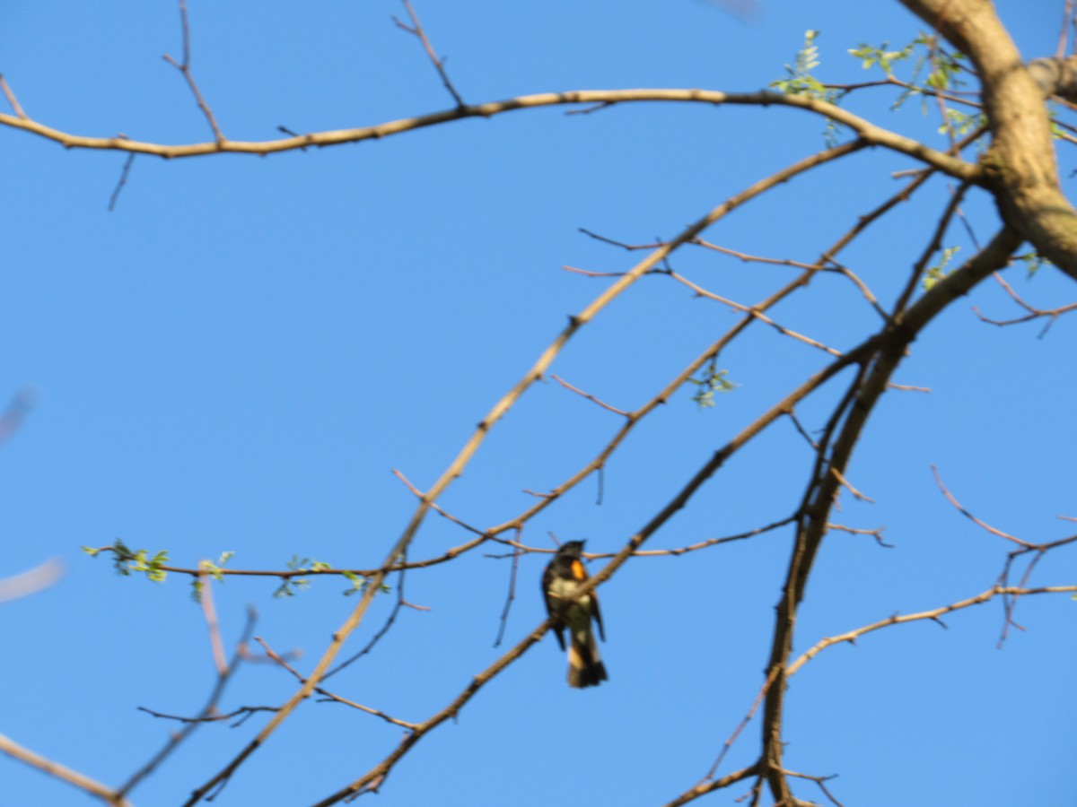 American Redstart - ML451924741