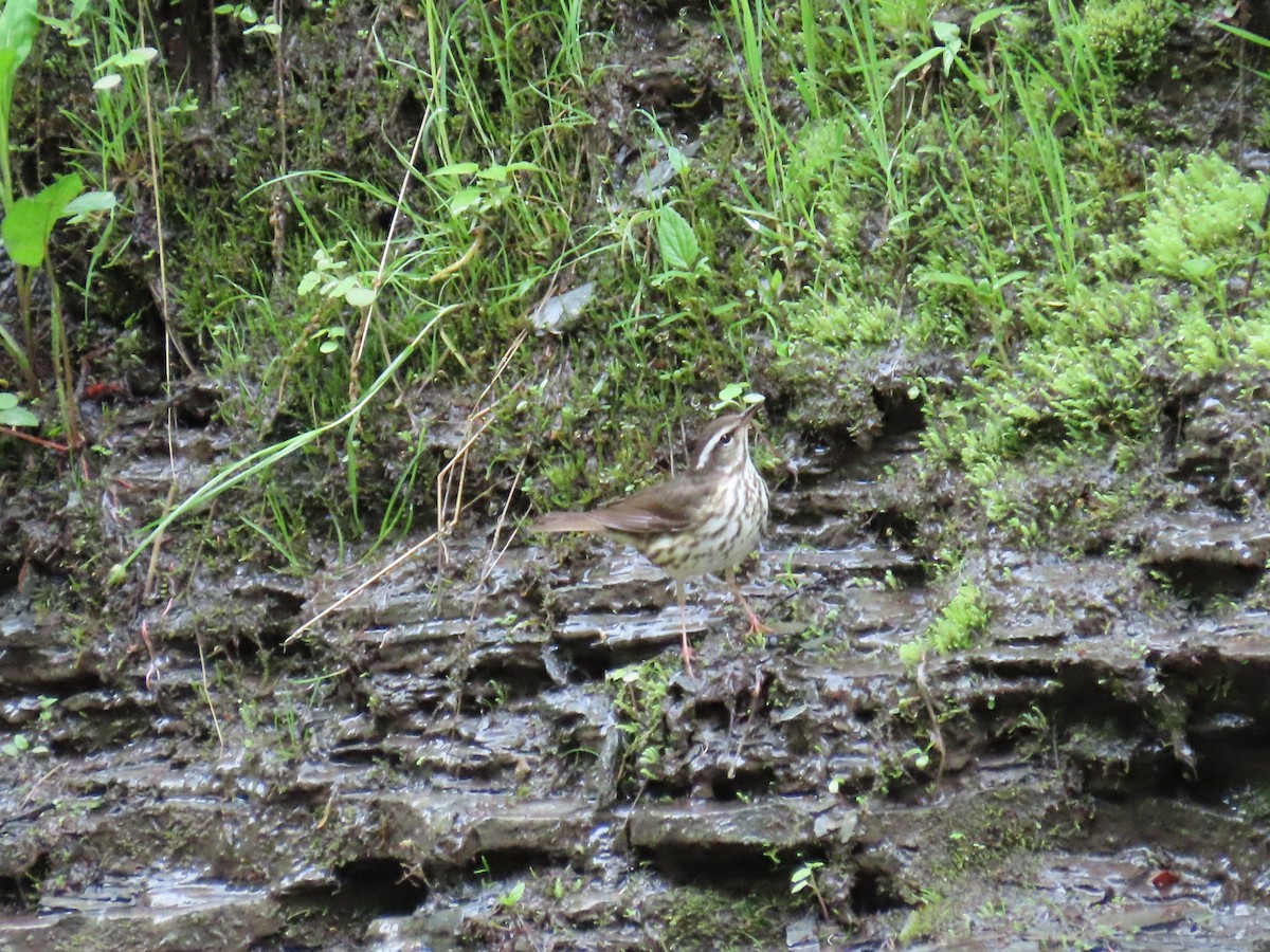 Reinita Charquera de Luisiana - ML451925451