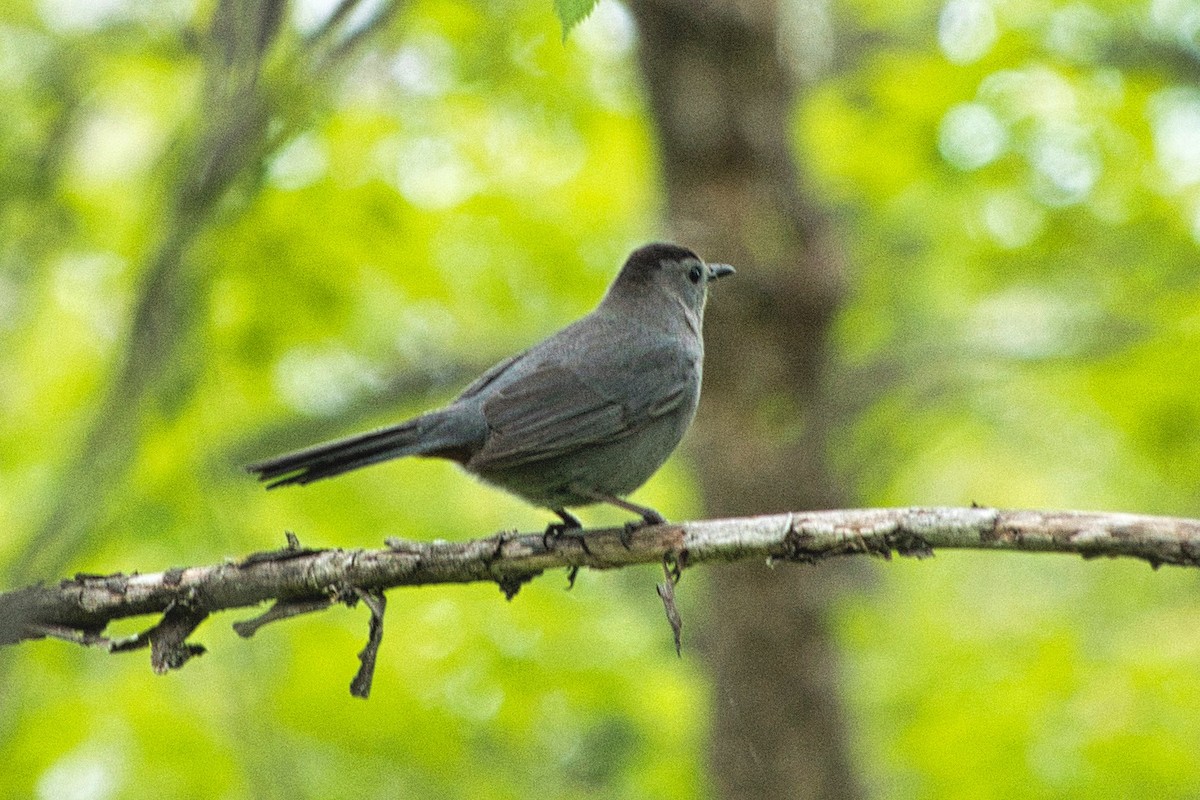 Кошачий пересмешник - ML451925811