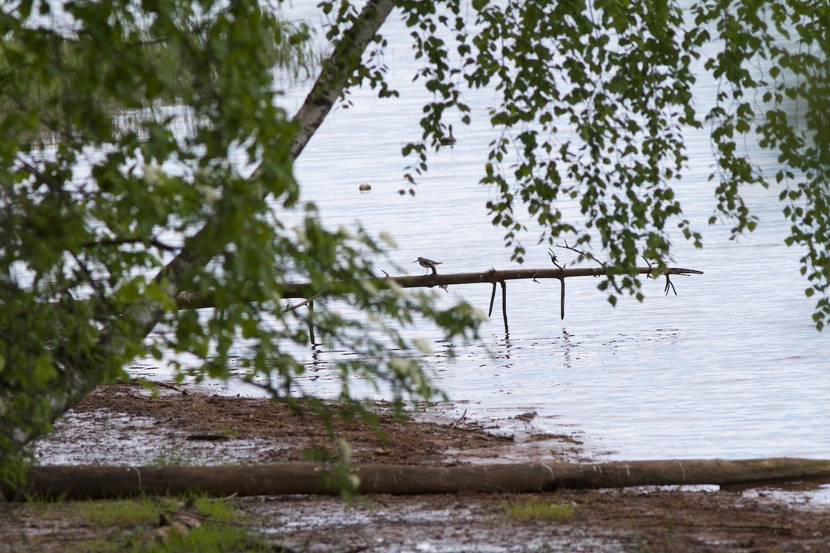 Common Sandpiper - ML451926051