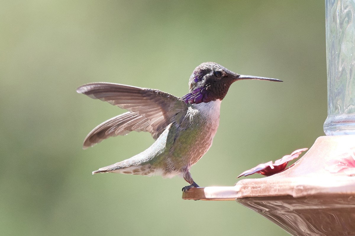 Costa's Hummingbird - John Sutton