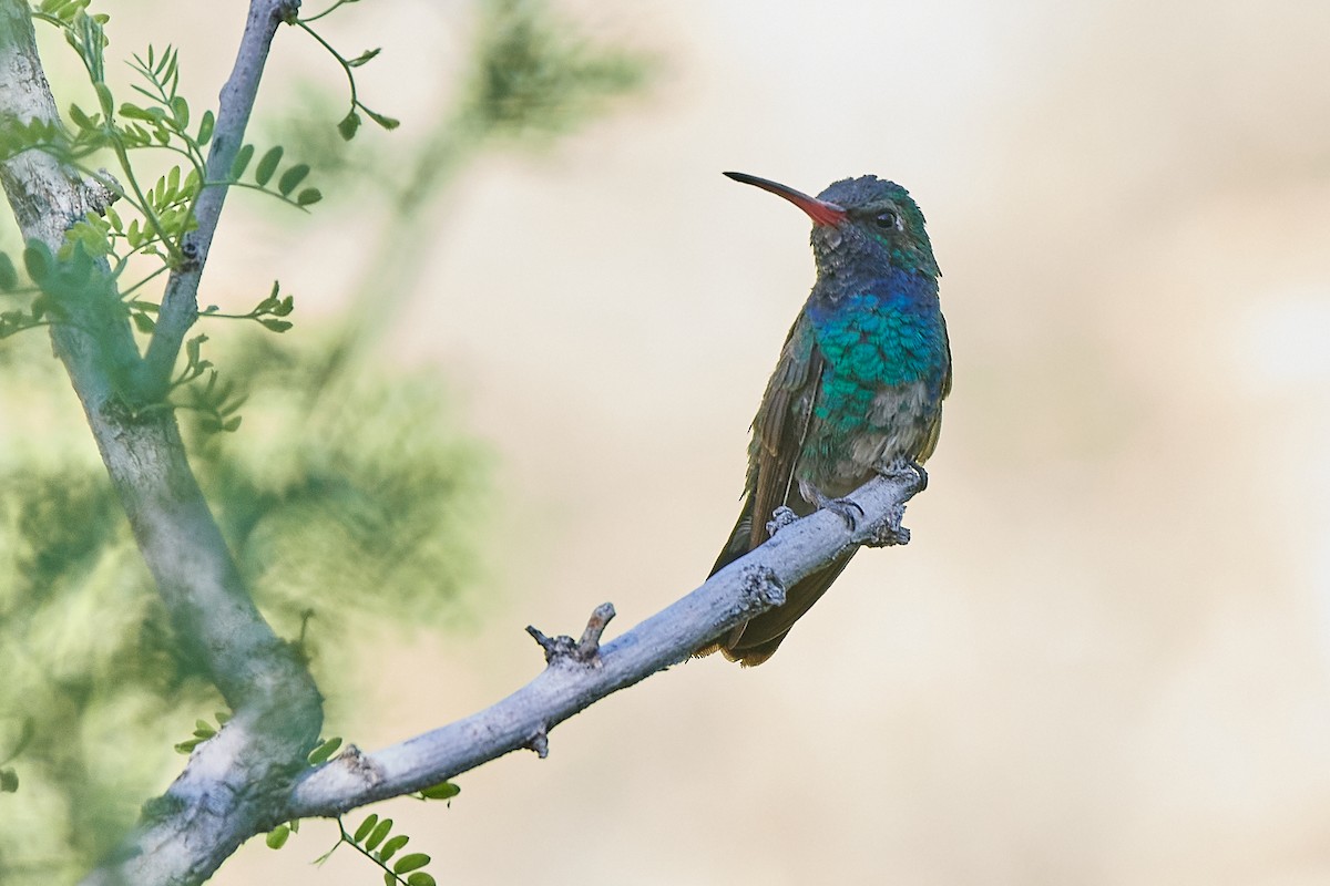 Broad-billed Hummingbird - John Sutton