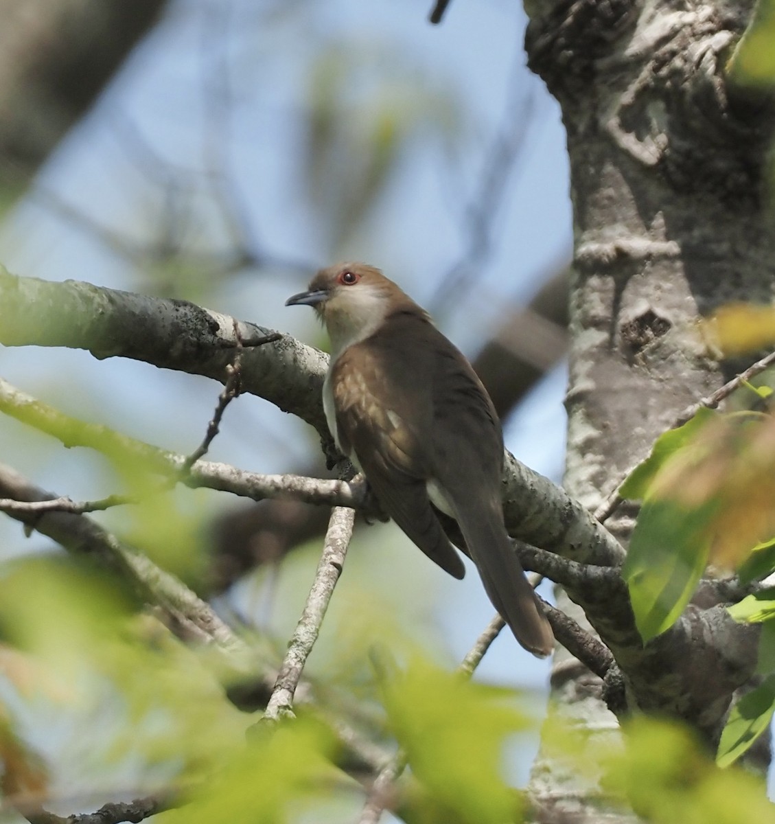 Black-billed Cuckoo - ML451930211