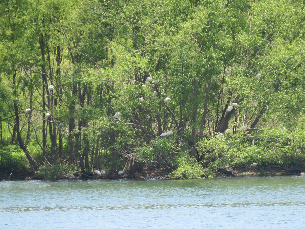 White Ibis - MARGUERITE LONG