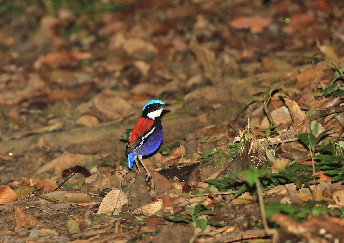 Blue-headed Pitta - Nigel Voaden