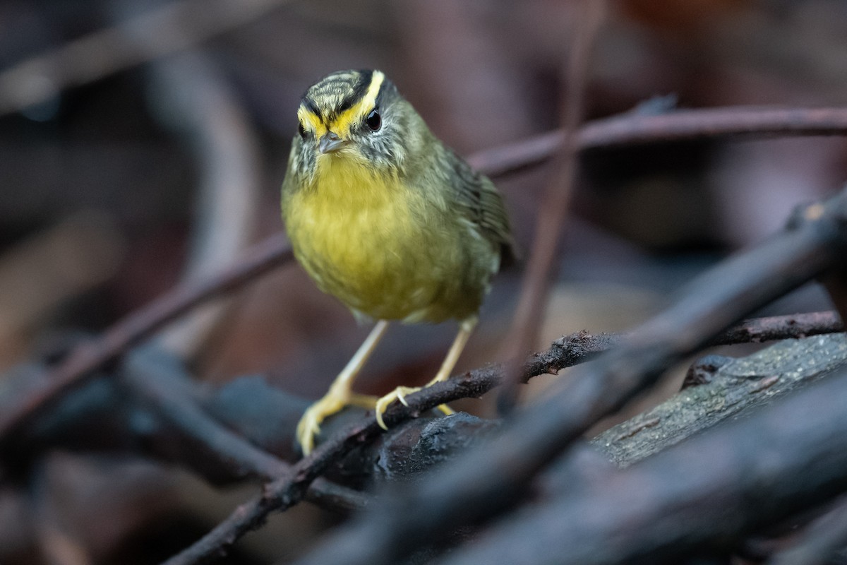 Yellow-throated Fulvetta - Charles Thomas