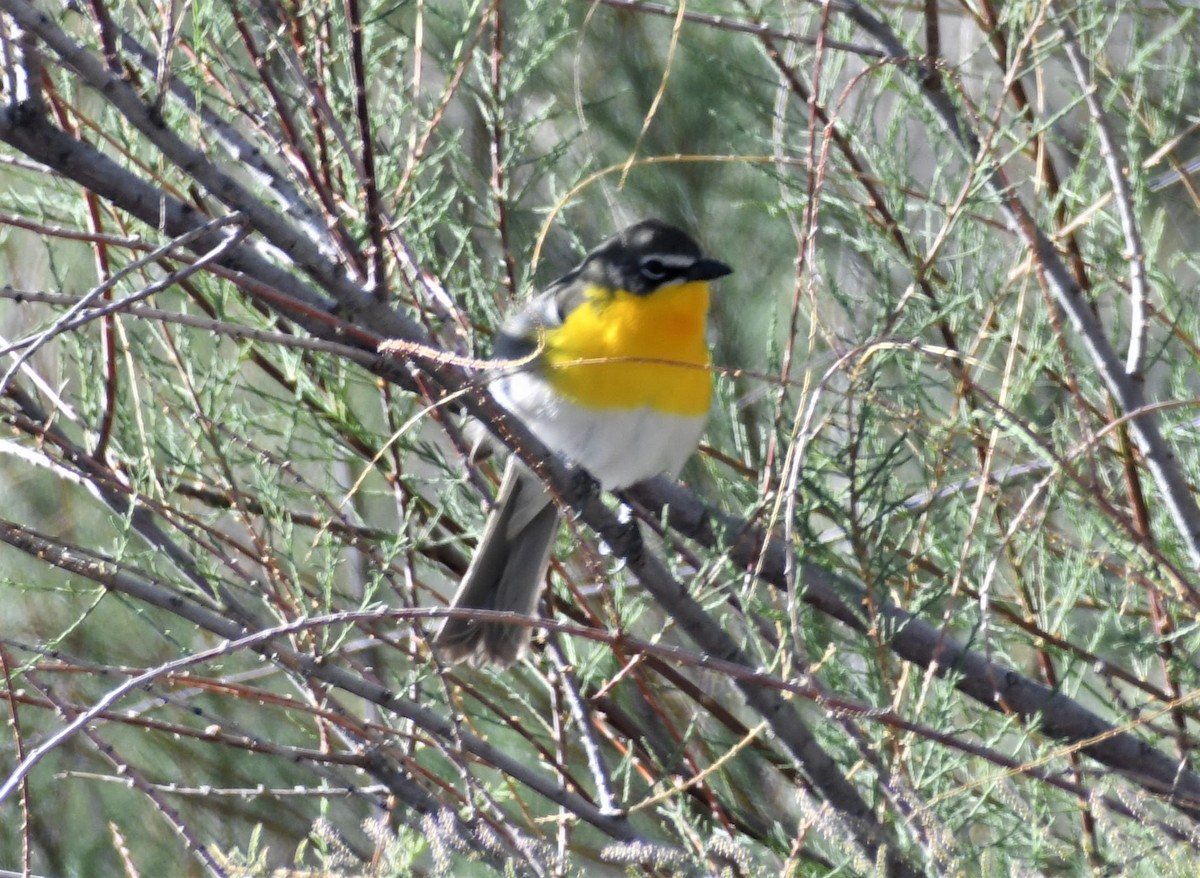 Yellow-breasted Chat - Brent Farnsworth