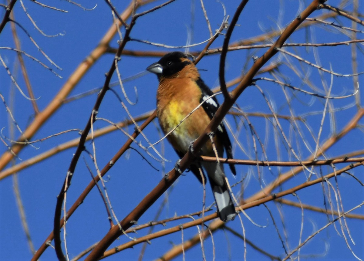 Black-headed Grosbeak - ML451932051