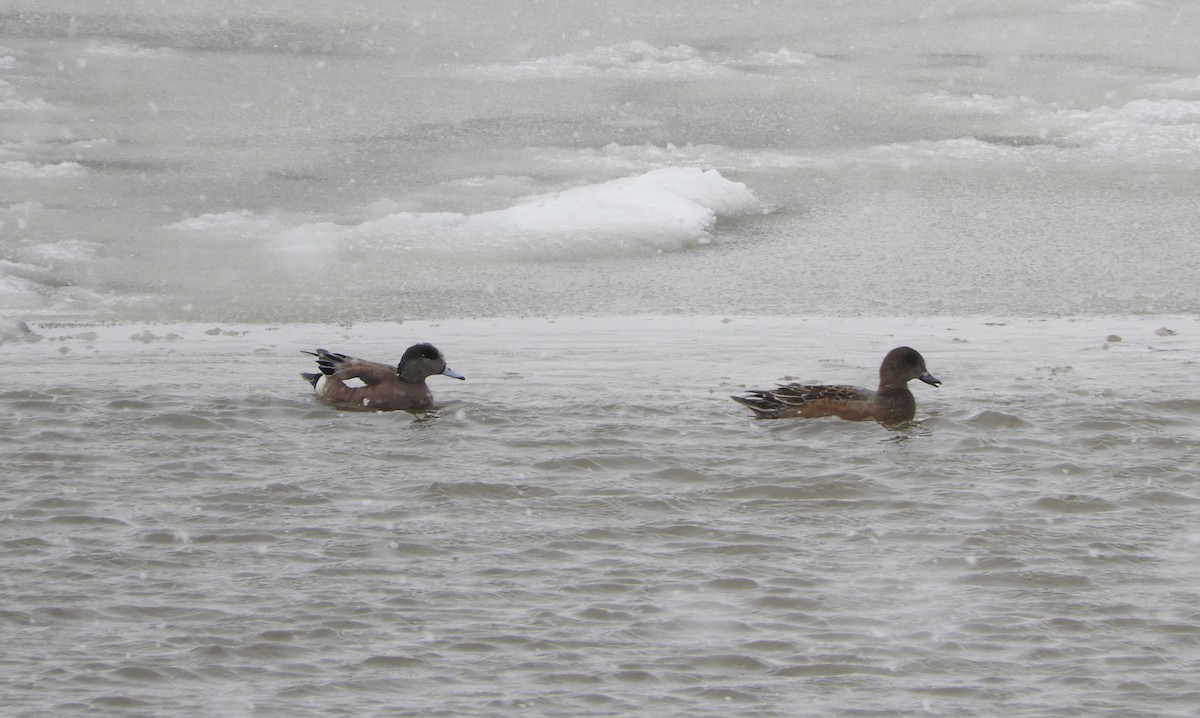 American Wigeon - ML451932171