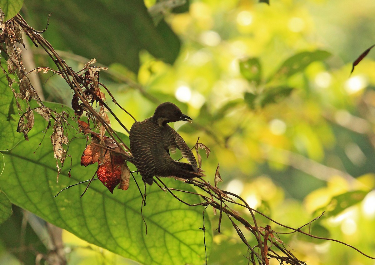 Buff-necked Woodpecker - ML45193461