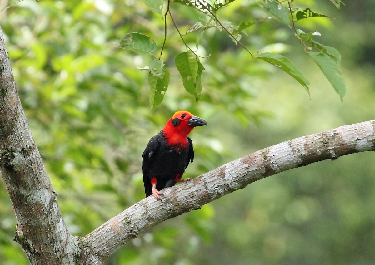 Bornean Bristlehead - ML45193481