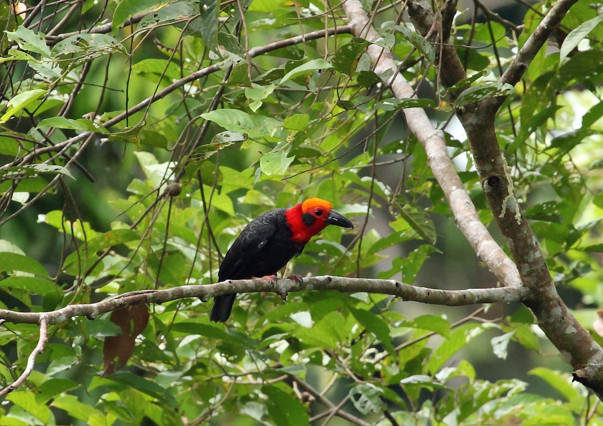 Bornean Bristlehead - Nigel Voaden