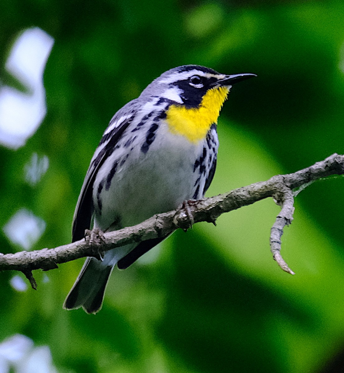 Yellow-throated Warbler - ML451935251