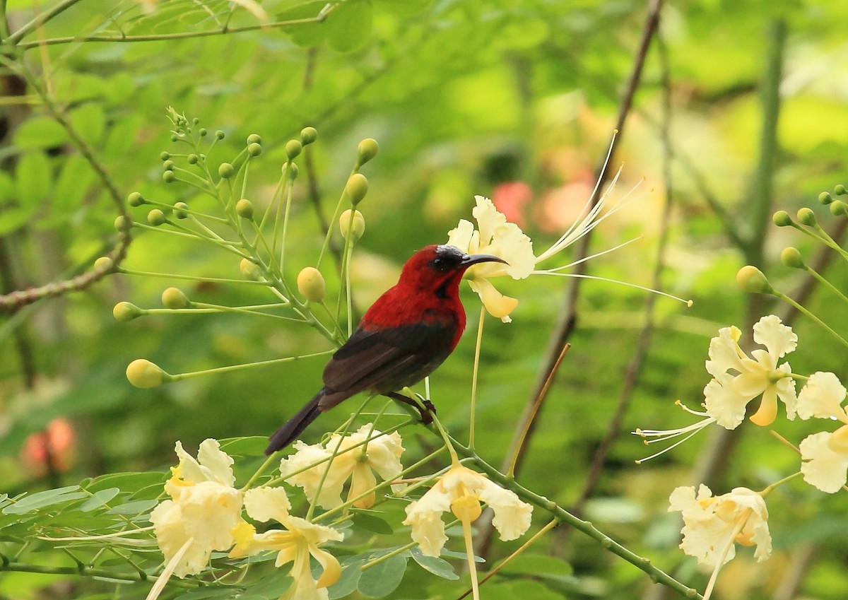 Crimson Sunbird (Crimson) - Nigel Voaden