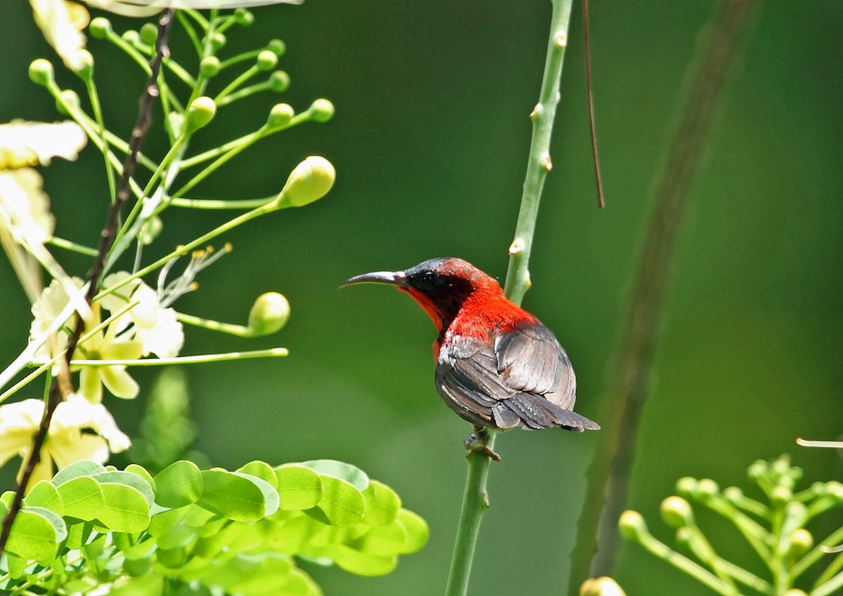 Crimson Sunbird (Crimson) - ML45193541