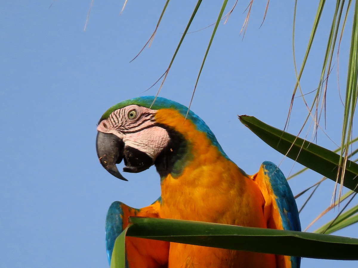 Blue-and-yellow Macaw - ML451936281
