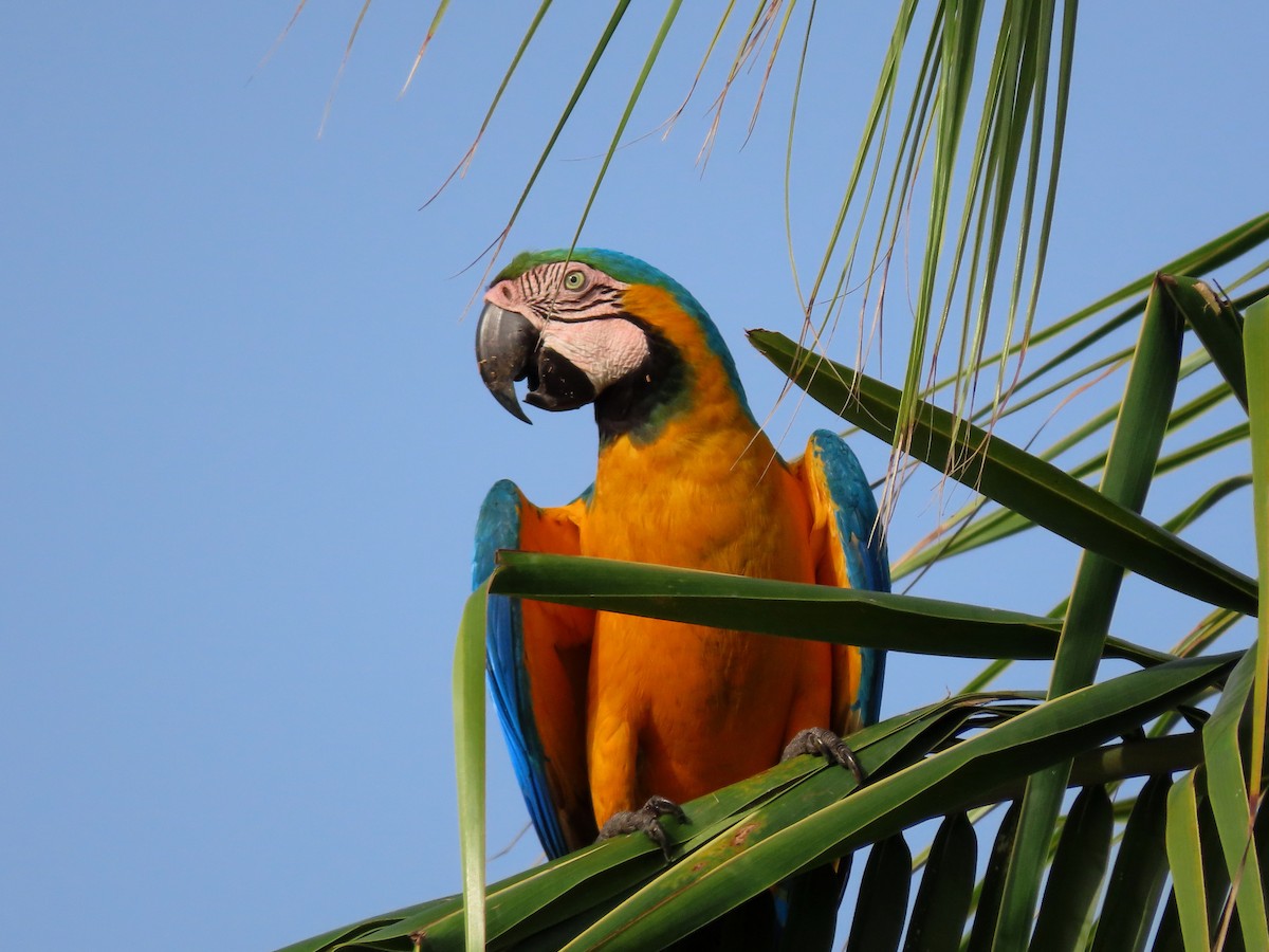 Guacamayo Azuliamarillo - ML451936381