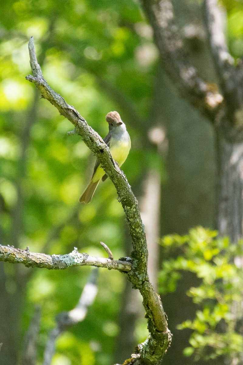 Great Crested Flycatcher - David Gulick