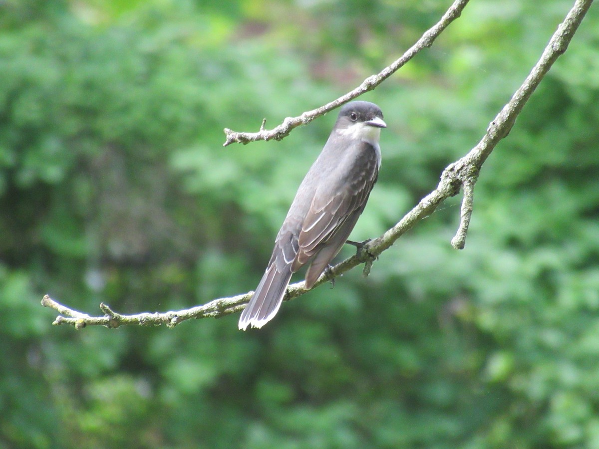 Eastern Kingbird - ML451938441