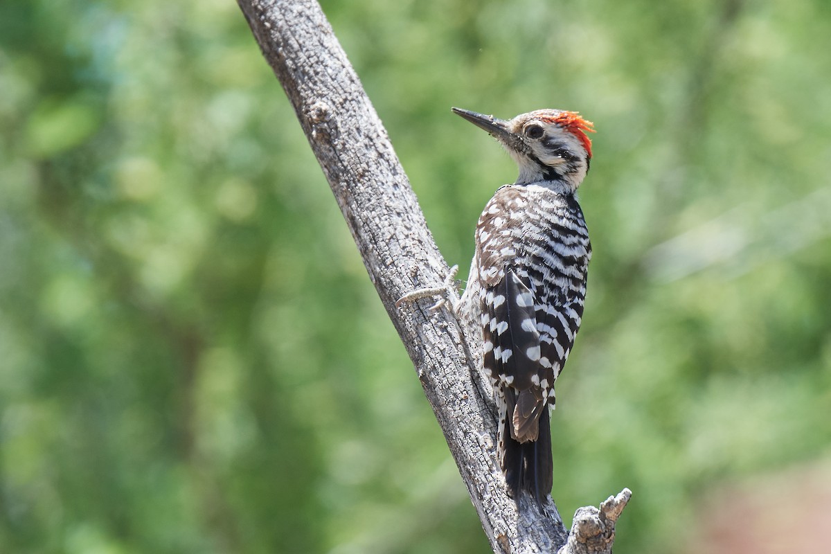 Ladder-backed Woodpecker - John Sutton
