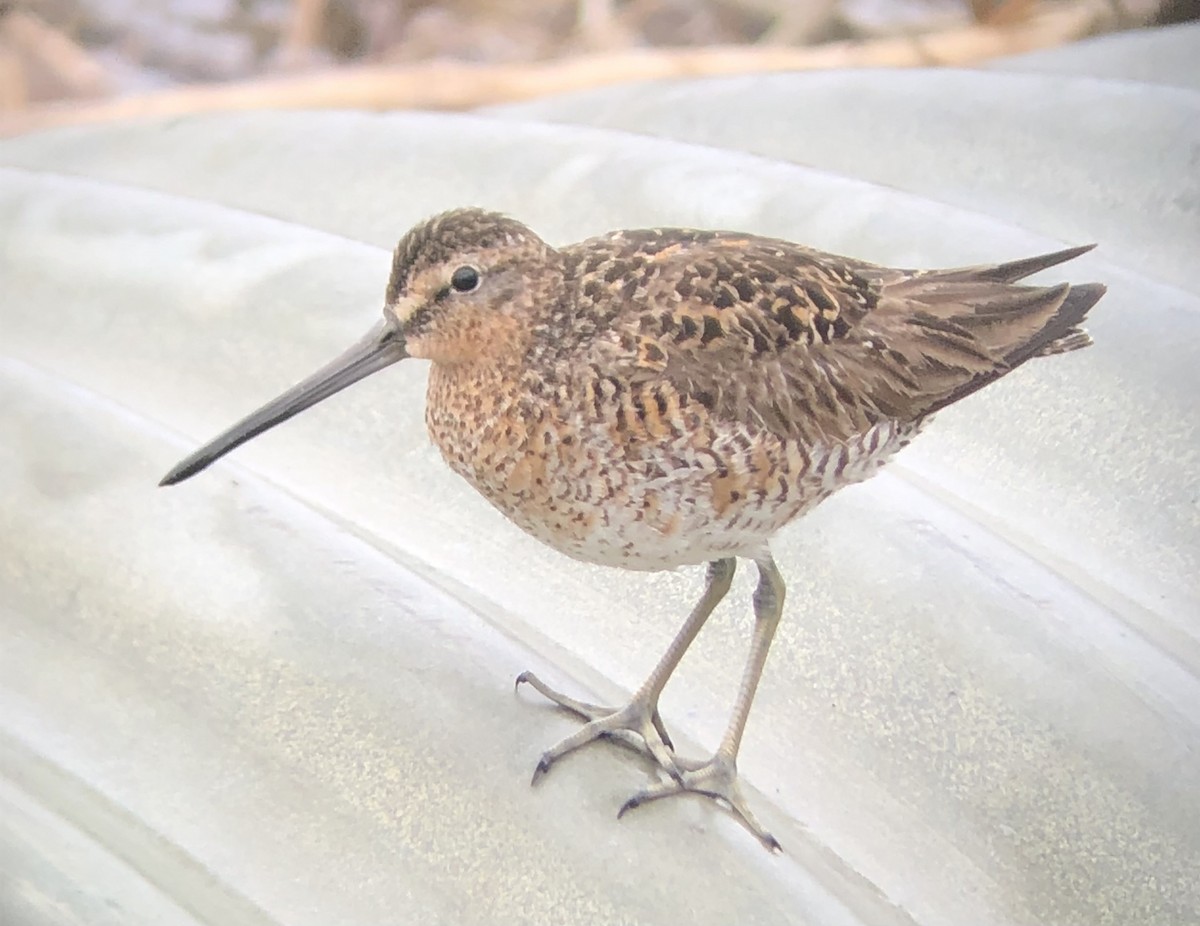 Short-billed Dowitcher - ML451939911