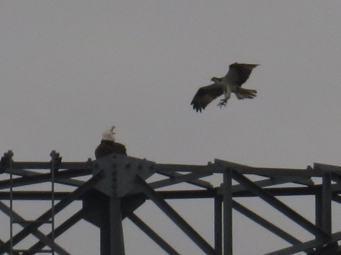 Bald Eagle - ML451940301
