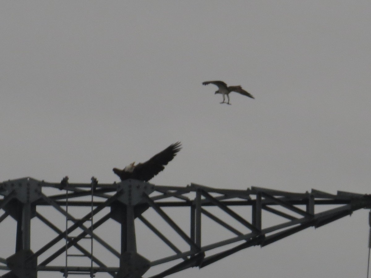 Bald Eagle - ML451940311