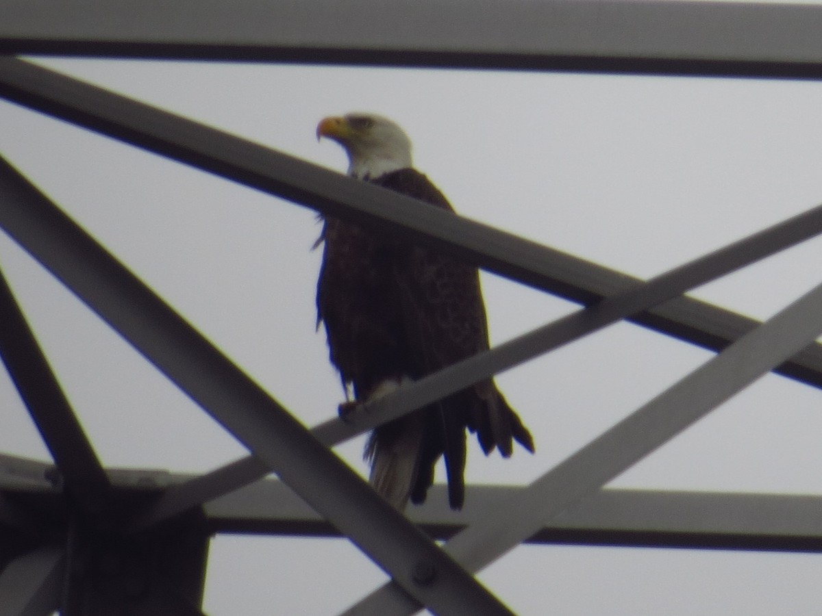 Bald Eagle - ML451940321