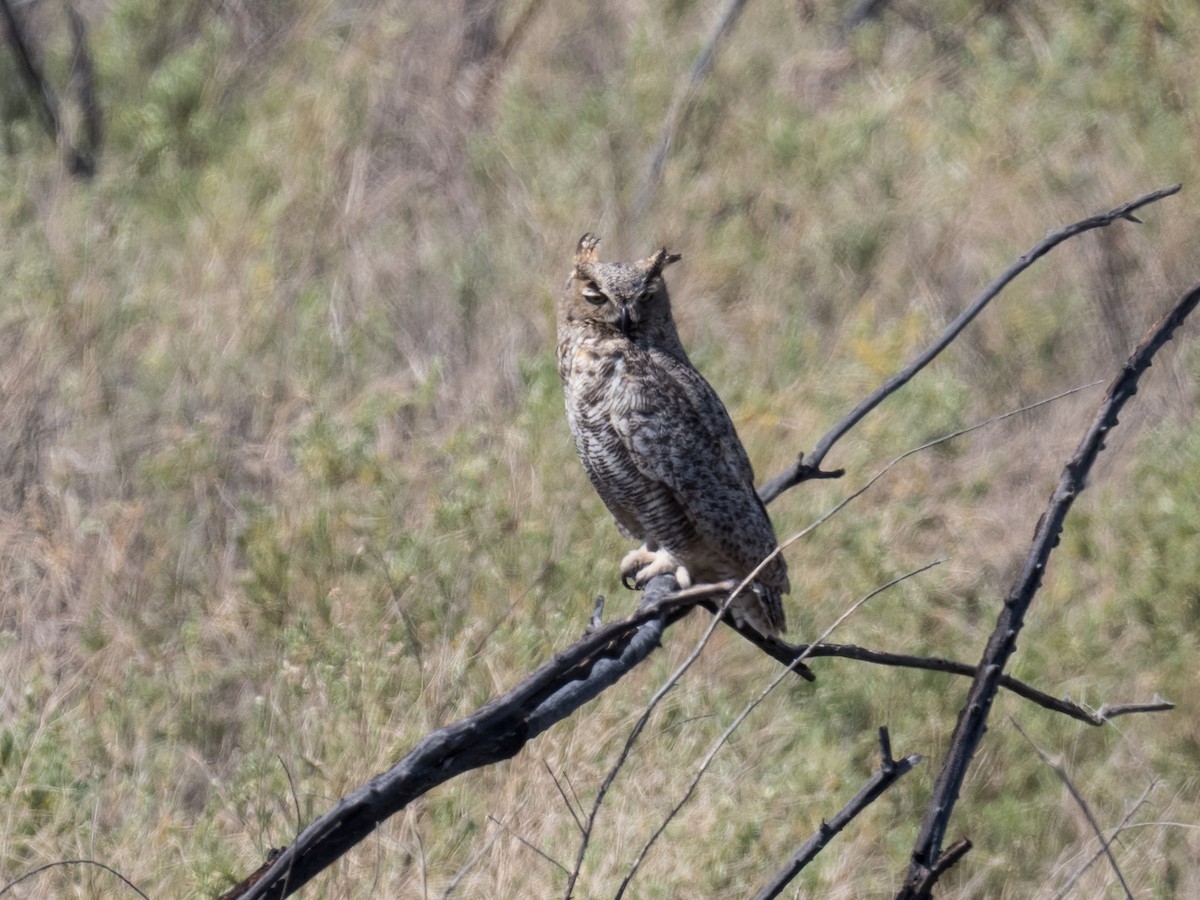 Great Horned Owl - ML451941221