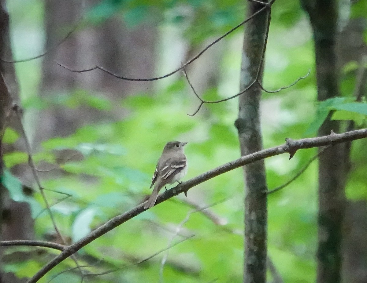 Acadian Flycatcher - ML451941381